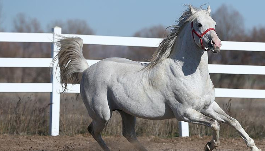 Turbo 1.5 milyar lira kazandırdı