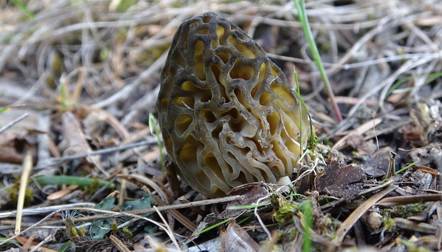 Heyecanla toplanıyor, kilosu 150 liradan satılıyor