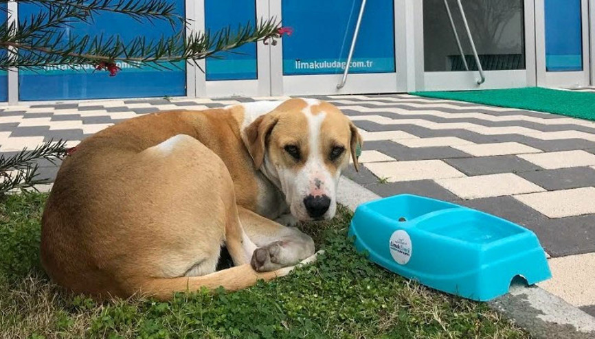 Sokak hayvanlarına can suyu: Sevgimiz, Enerjimiz Sizinle