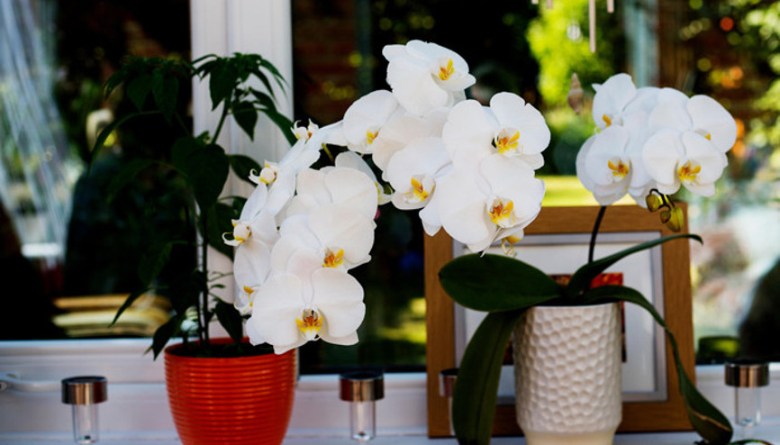 Evde bakımı kolay olan en iyi 10 bitki hangisi