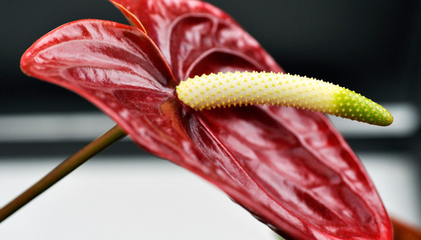 Evdeki havayı temizleyen en iyi 10 bitki hangisi