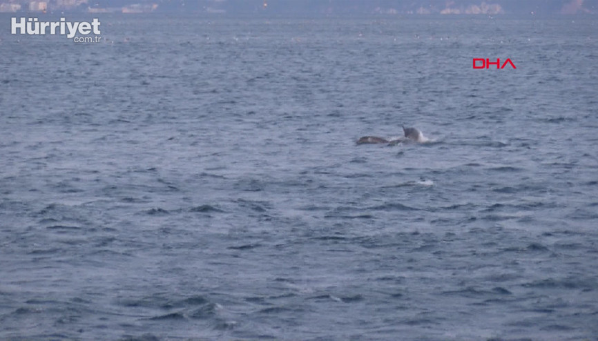 Sarayburnunda yunuslardan görsel şölen
