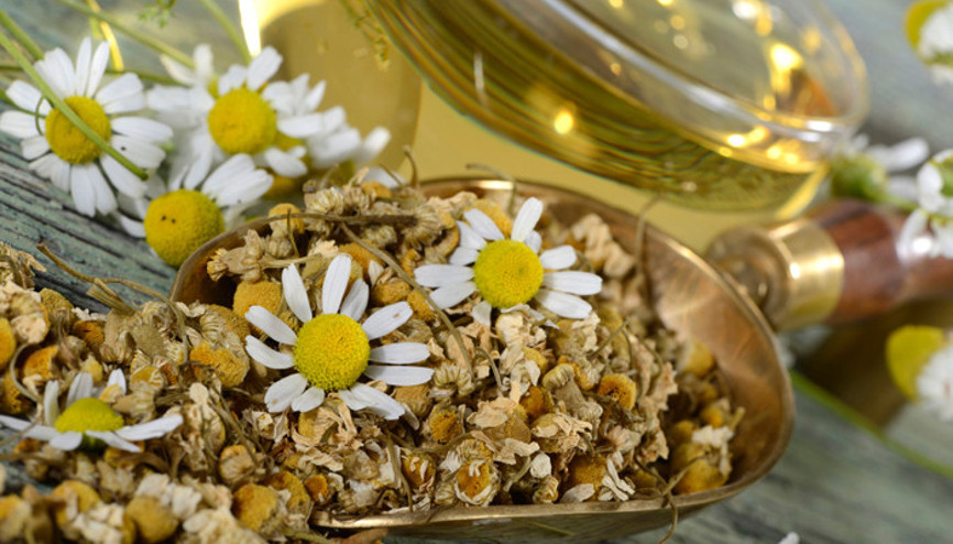 Kasları gevşetiyor, uykusuzluğu önlüyor… Evde papatya çayı nasıl yapılır