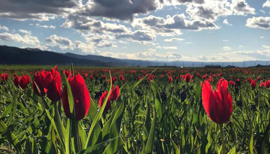 Muş lalelerini ziyarete koronavirüs engeli