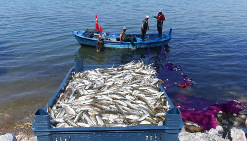 İznik Gölünde gümüş balığı bolluğu