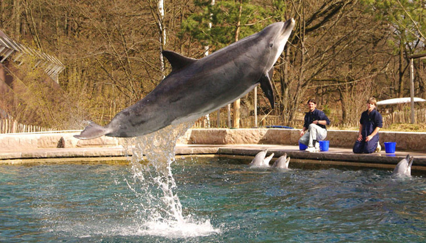 Nürnberg Hayvanat Bahçesi’nin maskotu Anke öldü
