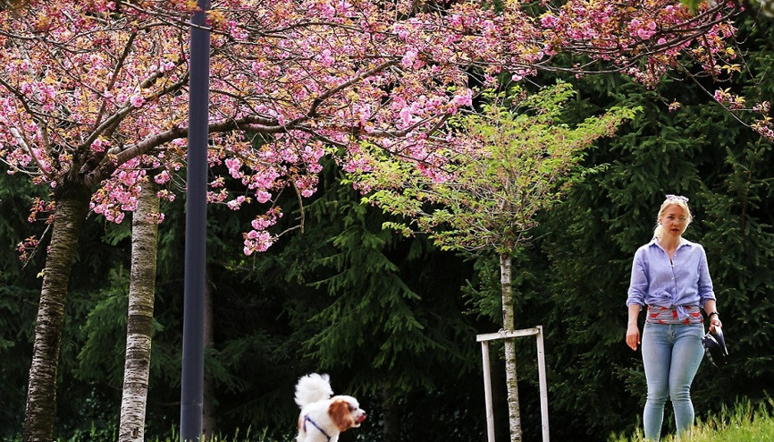 Ankaranın Japon Yolu bu yıl da rengârenk