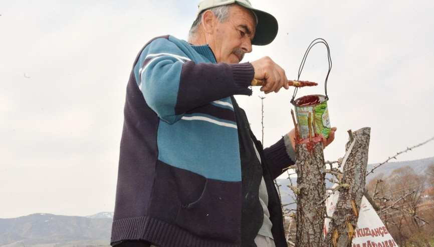 Ahlat ağacına proje aşısı
