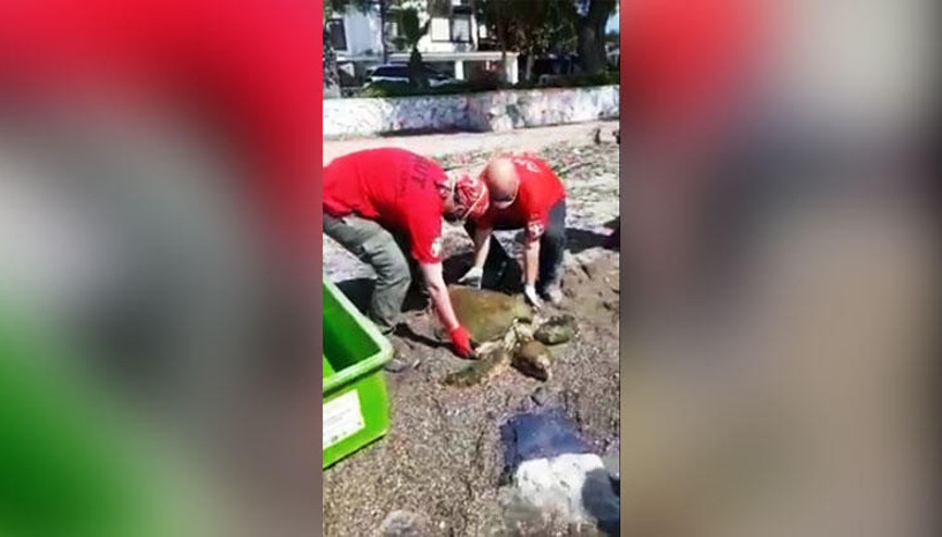 Şamandıra halatlarına dolanan caretta caretta kurtarılarak tedaviye alındı