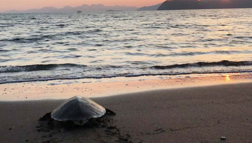 Dünyaca ünlü İztuzu sahili caretta carettalara kaldı