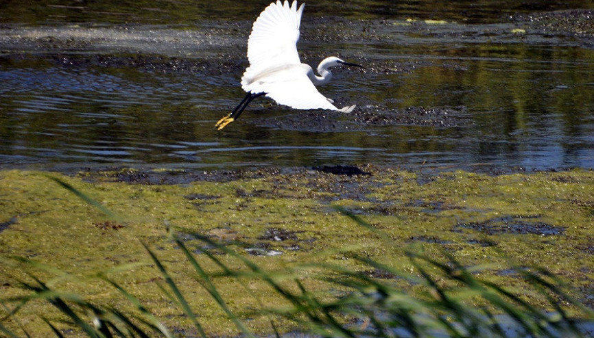 UNESCO Dünya Mirası Daimi Listesine aday deltada, 359 kuş türü yaşıyor