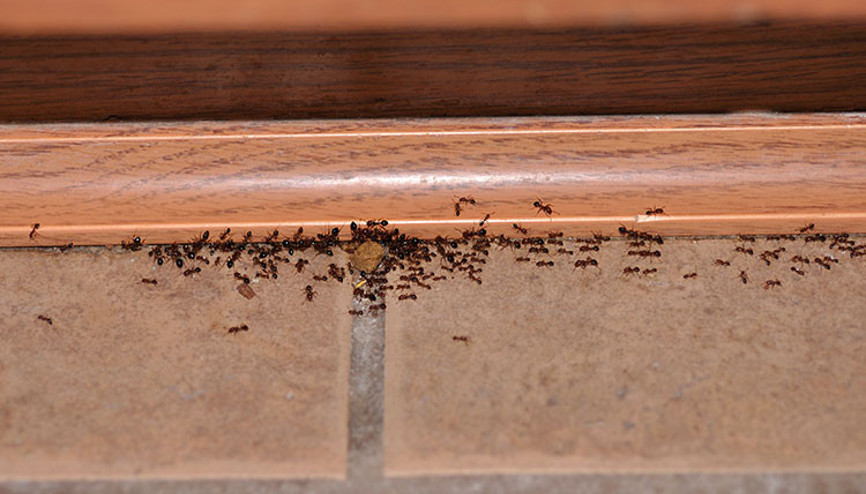 Havalar ısındı karıncalara dikkat Çıktıkları yerlere biraz serperseniz...