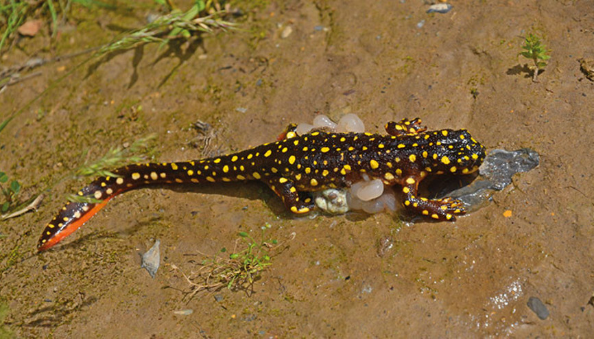 Ölü semender muamması
