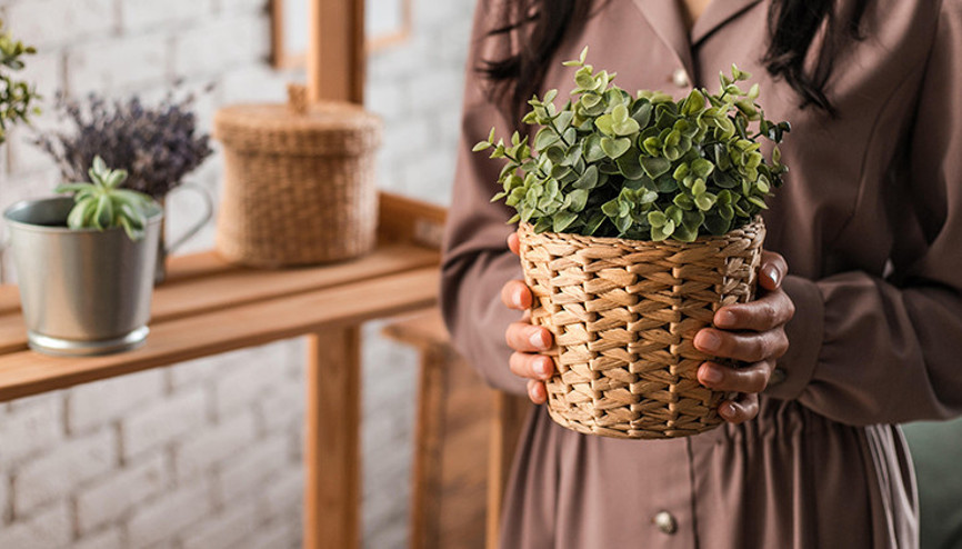 Ev Dekorasyonunda Bitkilerin Önemi ve Yerleşimi
