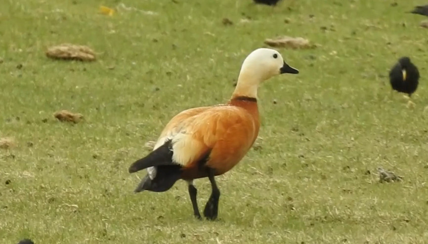 Nesli tükenme tehlikesi altında olan turnalar böyle görüntülendi