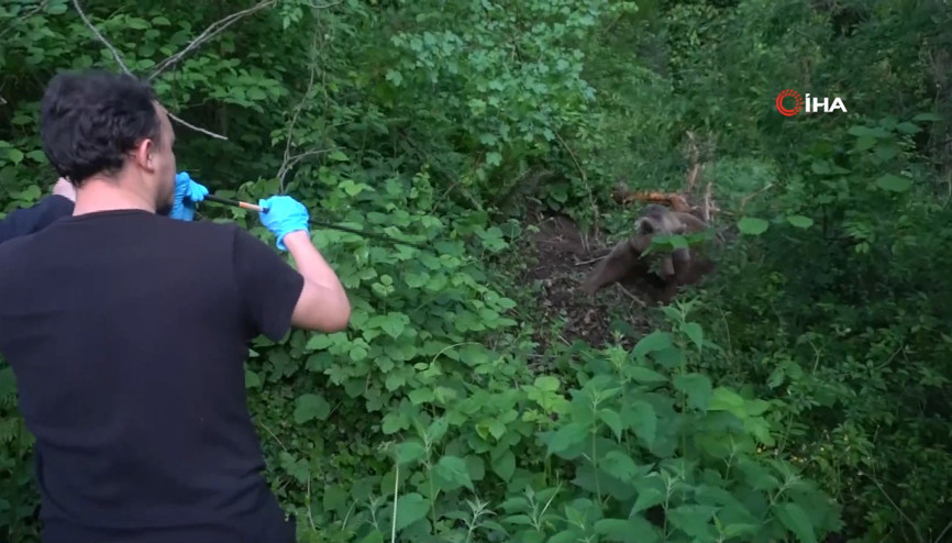 Uludağda kapana yakalanan ayı böyle kurtarıldı Uludağda kapana yakalanan ayı böyle kurtarıldı