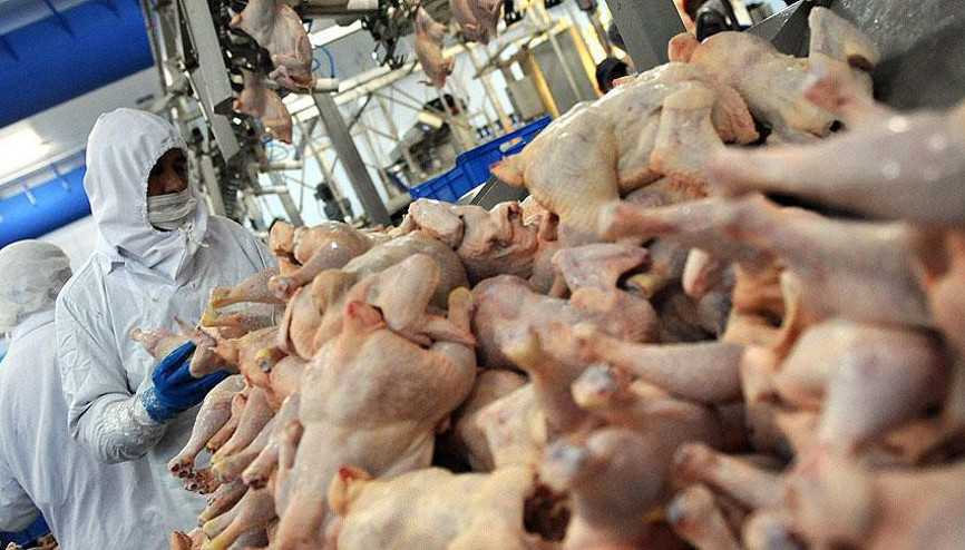 Tavuk eti üretimi yüzde 10,9 arttı