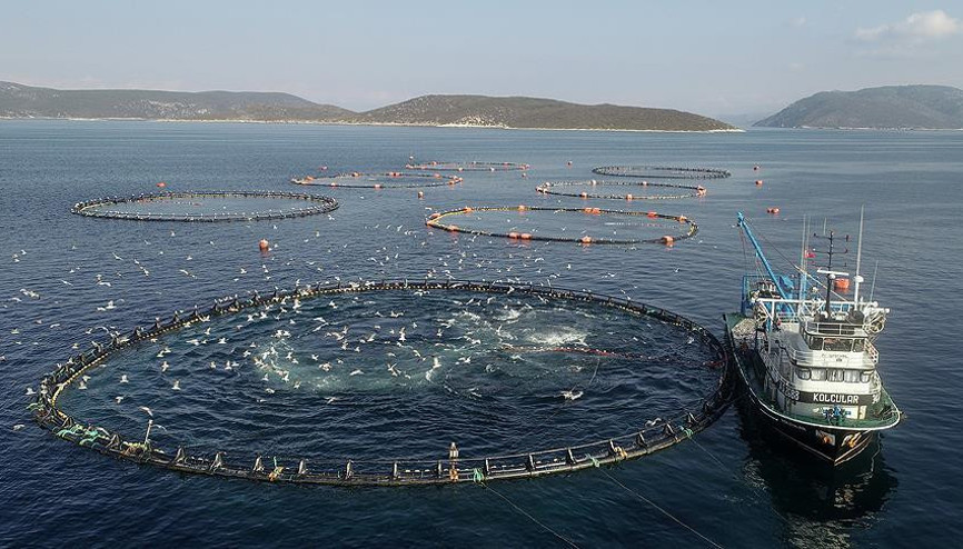 Orduda kafes balıkçılığı ekonomiye katkı sağlıyor