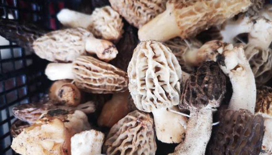 Mantarı kurutup kilosunu 800 liradan satıyor