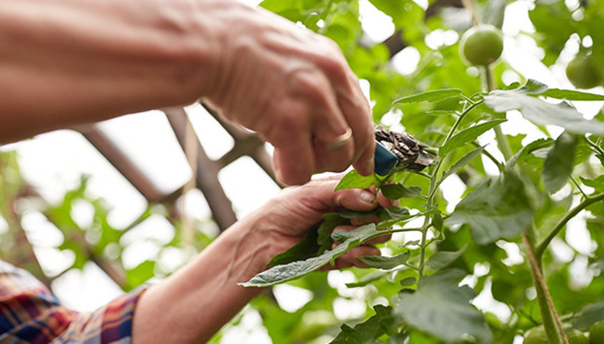 Çiftçiler günü mesajları 2020 14 Mayıs Çifçiler Günü kutlama mesajları ve sözleri
