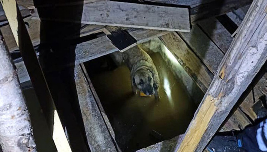 Asansör boşluğuna düşen köpeği itfaiye kurtardı