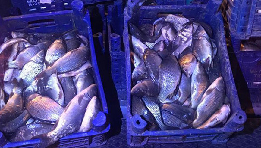 Elazığda kaçak olarak avlanan 600 kilogram balık ele geçirildi