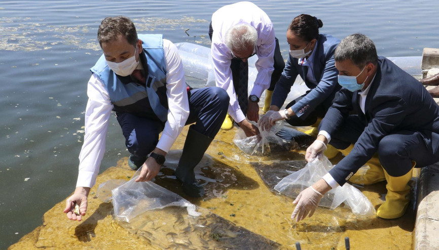 35 bin sazan yavrusu Mogan’a bırakıldı