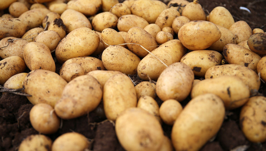 Patateste 50 bin tonluk dış satım izni üreticileri sevindirdi