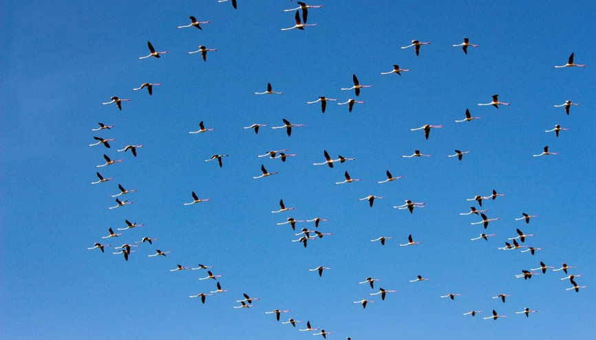 Flamingoların Tuz Gölü yolculuğu