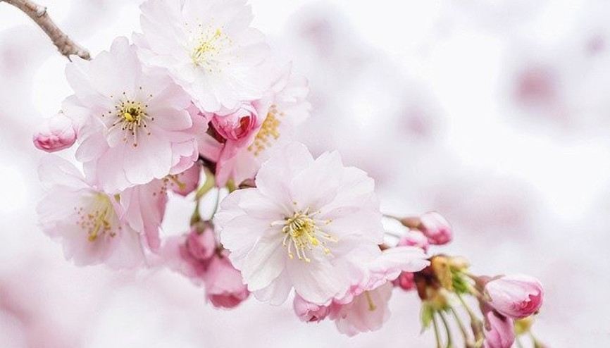 Sakura ne anlama geliyor Sakura ne demek