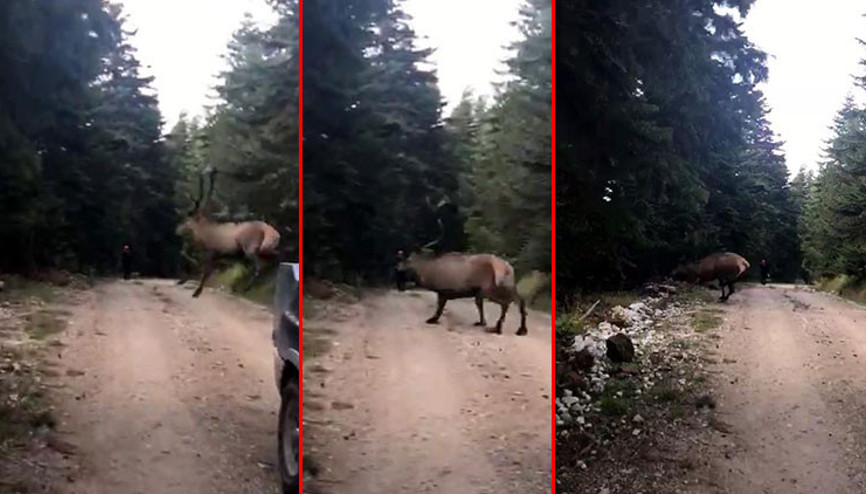 Aniden yola atladı, panik yarattı... O anlar kameraya yansıdı