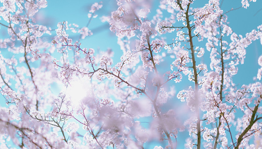 Çam ve sakura ne demek