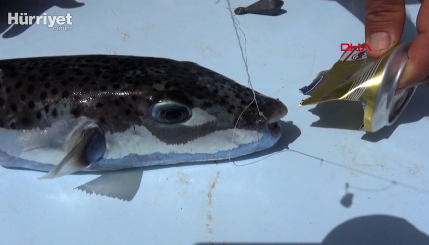 Olta balıkçılarına balon balığı şoku