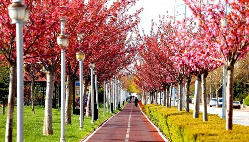 Kyotoyla kardeş şehir olan Konyadaki parklarda yüzlerce sakura ağacı var