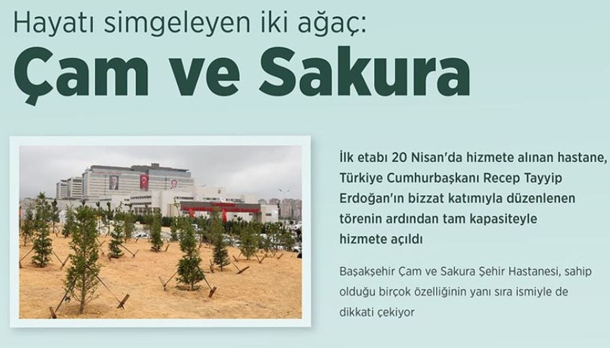 Çam ve sakura nedir, bu iki ağacın anlamı ne