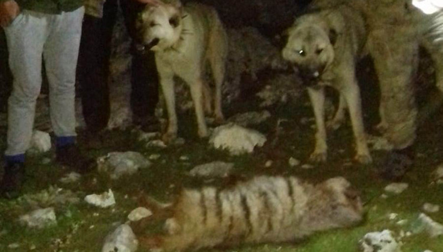 Vahşet Köpeklere parçalatıp öldürdüler Vahşet Köpeklere parçalatıp öldürdüler