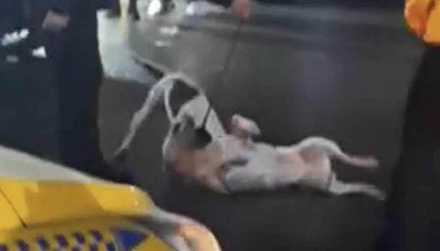 İstanbulda sokak ortasında pitbull dehşeti