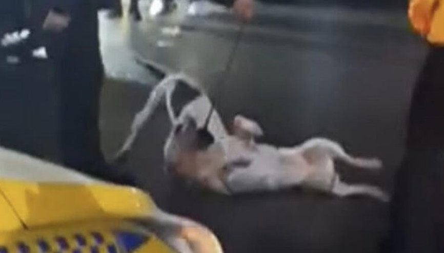 İstanbul’da pitbull dehşeti kamerada