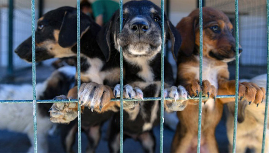 Bayramda hayvanlar unutulmadı