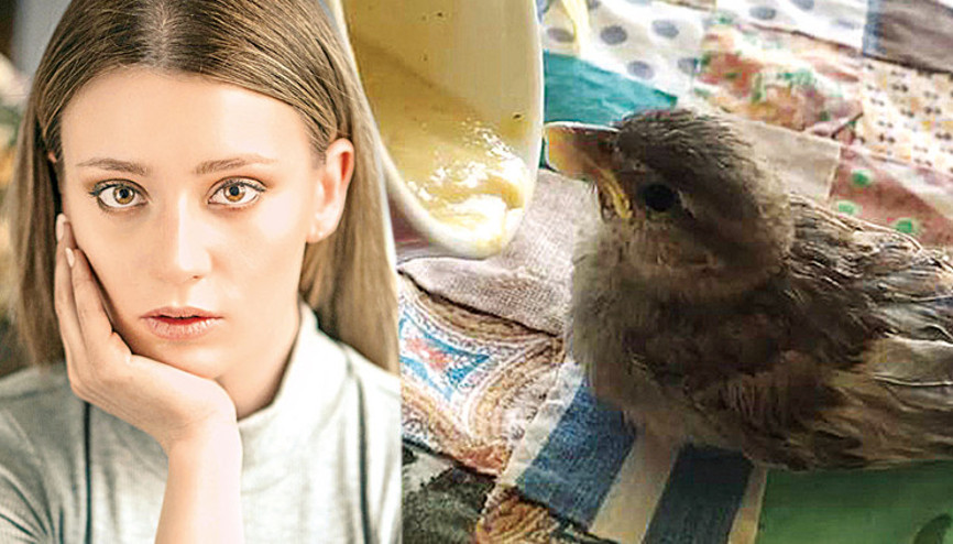 Gizem Karaca minik serçeyi kurtardı