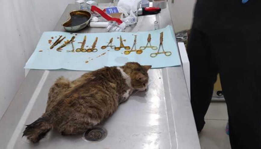 Otomobilin çarptığı kedi, 4 yavru doğurdu