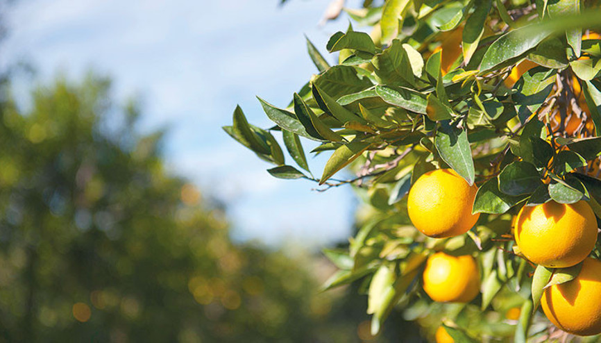 Narenciyeyi hava vurdu Narenciyeyi hava vurdu