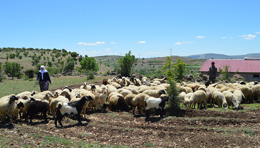 Elazığda göçebelerin zorlu yayla yolculuğu başladı Elazığda göçebelerin zorlu yayla yolculuğu başladı