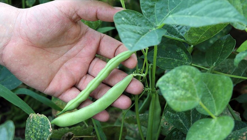 Bitkisel üretimin artacağı tahmin edildi