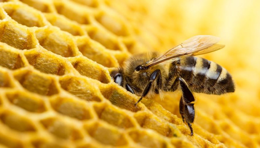 Arılarla ilgili korkutan gelişme: Sonları mı geliyor