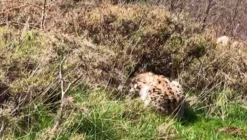 Karakoçanda avını yiyen vaşak görüntülendi