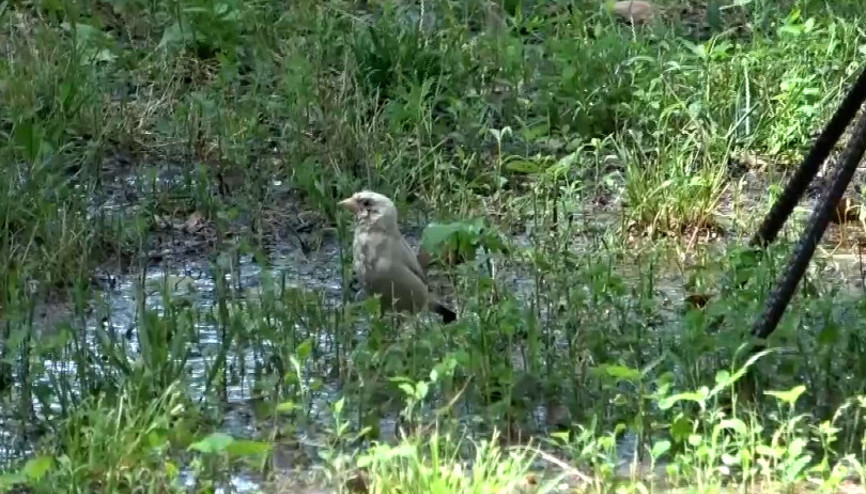 Doğada nadir görülen beyaz serçe Osmaniye’de görüntülendi