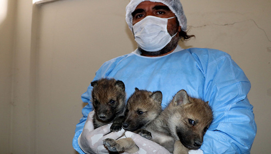 Anneleri öldürülen yavru kurtlar, rehabilitasyon merkezinde koruma altına alındı