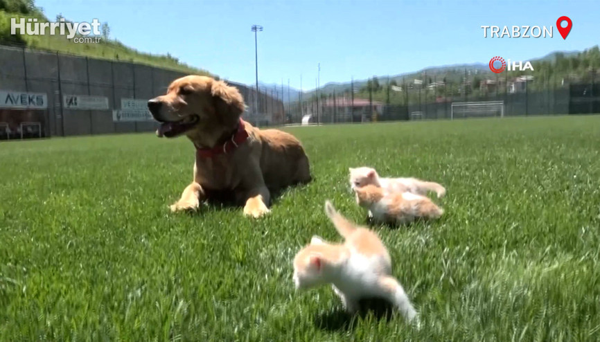 Mia isimli köpek, öksüz kedi yavrularına anneleri gibi davranıyor