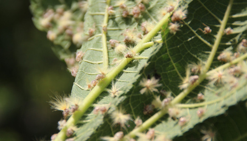 Büyük tehlike Karadenizde başladı, İstanbul ve Trakyaya yayıldı Büyük tehlike Karadenizde başladı, İstanbul ve Trakyaya yayıldı